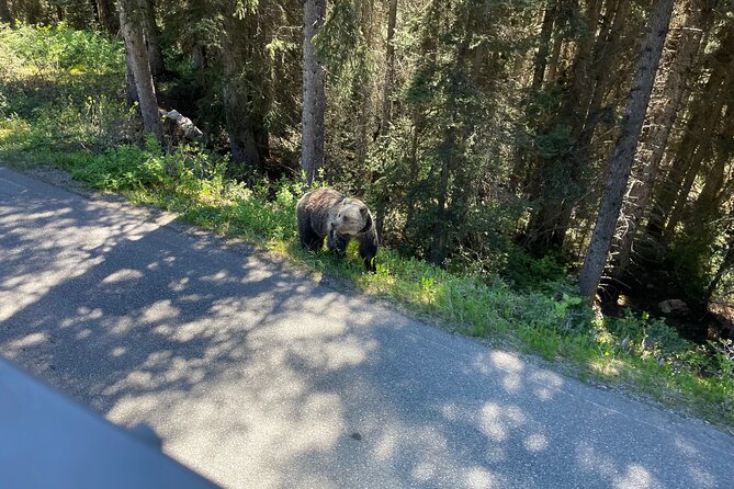 Moraine & Lake Louise Hop On / Off Open-Top Double Decker Shuttle Explorer - Traveler Reviews and Ratings