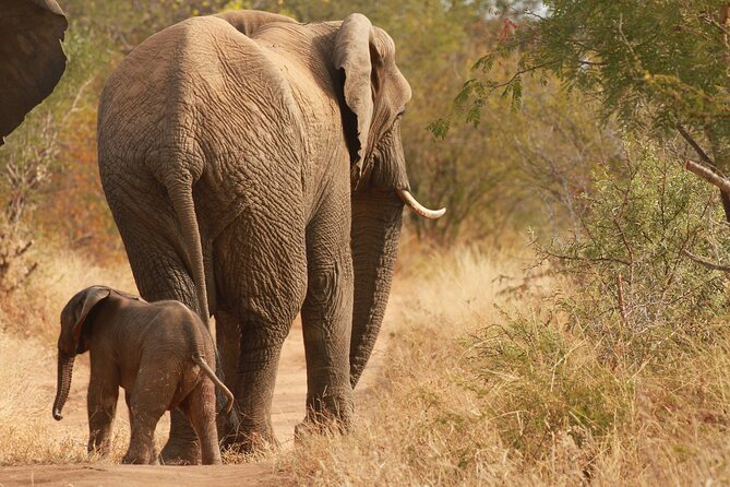 Morning Game Drive Safari Near Hoedspruit - Group Size and Capacity