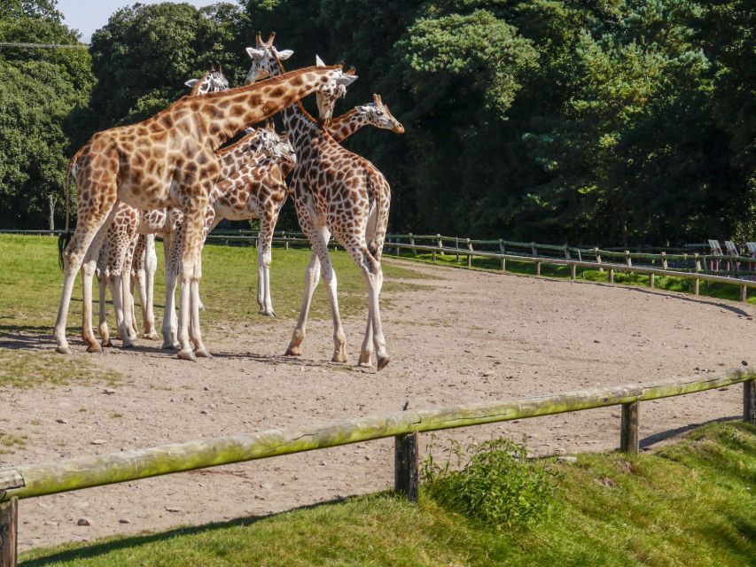 Munich: Skip-The-Line Hellabrunn Zoo Ticket With Transfers - Frequently Asked Questions