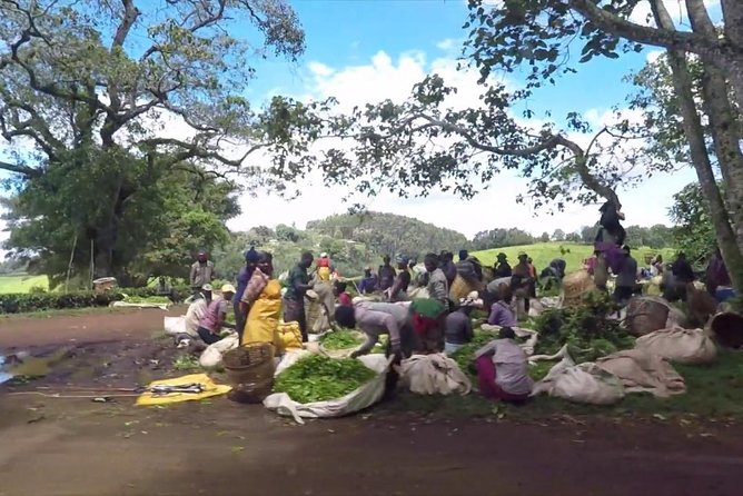 Nairobi to Kiambethu Tea Farm Tour - Picking Up and Dropping Off