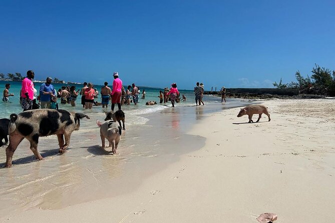 Nassau 3-stops: Snorkeling, Swimming Pigs, Turtles & Lunch - Swimming With Pigs