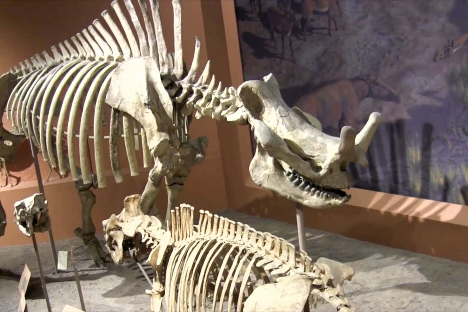 National Museum of Natural History Guided Tour - Important Guidelines