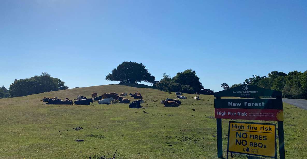 New Forest Discovery Walk (Lyndhurst) - Commoning and Landscape Management