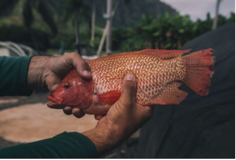 Oahu: Kualoa Movie Sites, Jungle, and Buffet Tour Package - Trekking Through the Hakipuu Rainforest