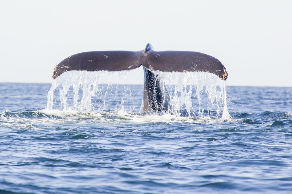 Oahu: Waikiki Eco-Friendly Morning Whale Watching Cruise - Snacks and Amenities