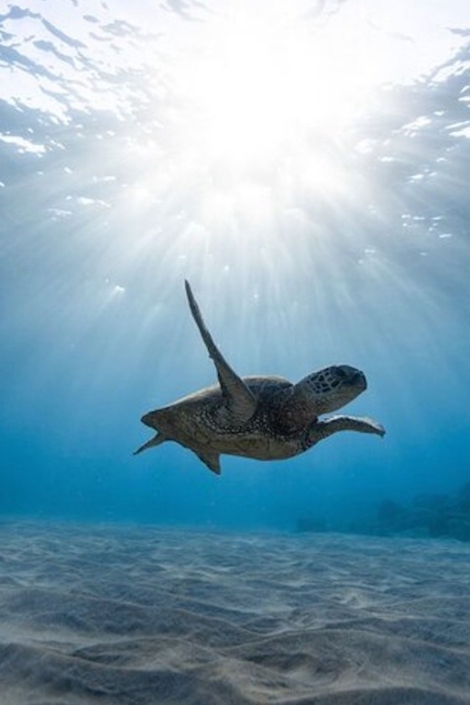 Oahu: Waikiki Turtle Snorkeling Adventure Cruise - Preparing for Your Outing