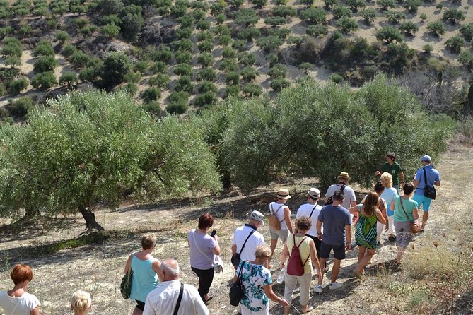 Olive Oil Tasting Tour - Meeting Point