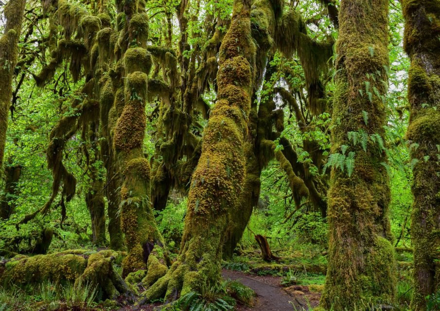 Olympic National Park: Hoh Rain Forest and Rialto Beach Tour - Frequently Asked Questions