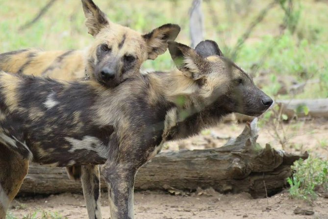 Open Vehical Safari in Kruger National Park Half Day - Cancellation Policy and Refunds