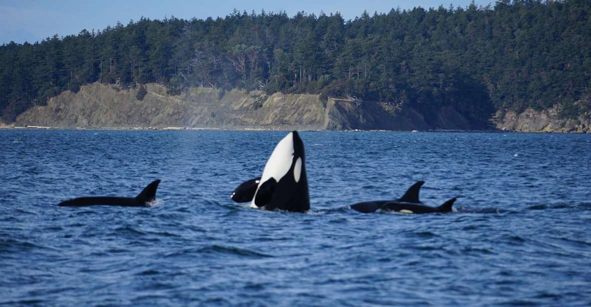 Orcas Island: Orca Whales Guaranteed Boat Tour - Suitable Age Range