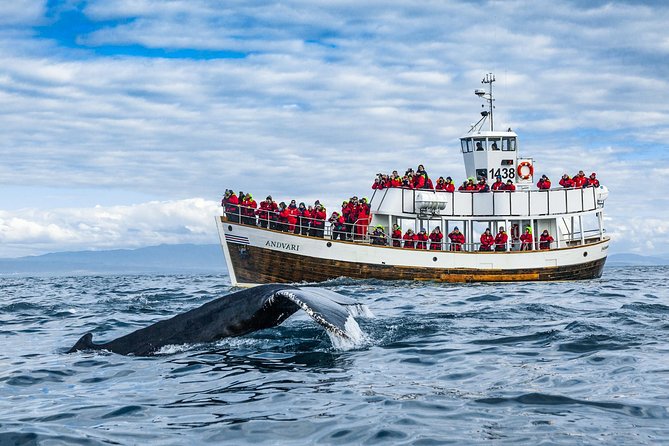 Original Carbon Neutral Whale Watching Tour From Húsavík - Group Size and Capacity