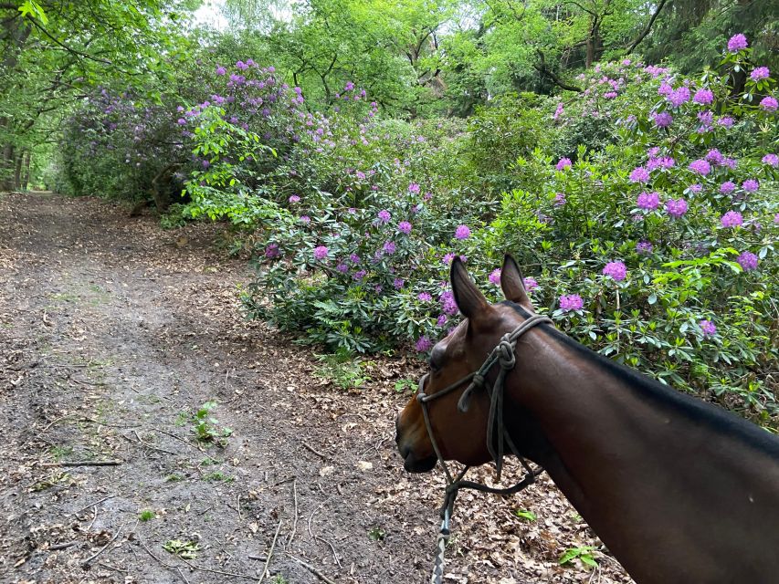 Paris: Aumont-en-Halatte Horseback Riding Tour - Recap