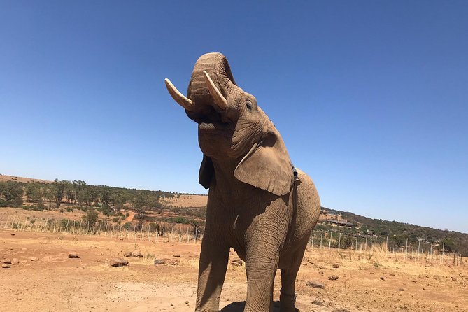 Pilanesberg Camping Safari From Johannesburg - Dining Under the Stars