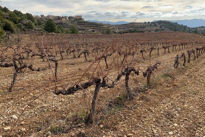 Priorat Wineries Tour With Wine Tastings and Lunch From Barcelona - Cancellation Policy