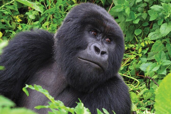 Private 3 Day Gorilla Trekking Safari in Uganda - Activities: Gorilla Trekking and More