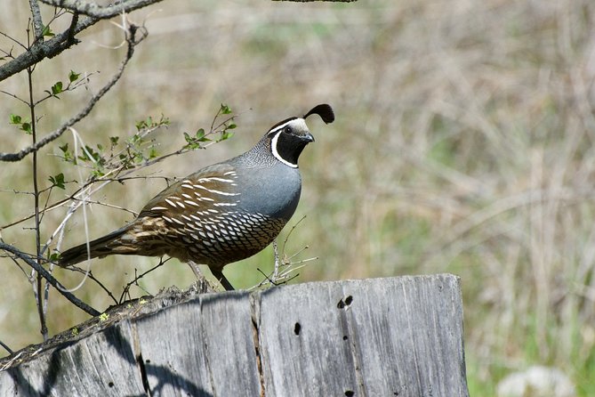 Private Birdwatching Activity in Penticton - Birdwatching Highlights