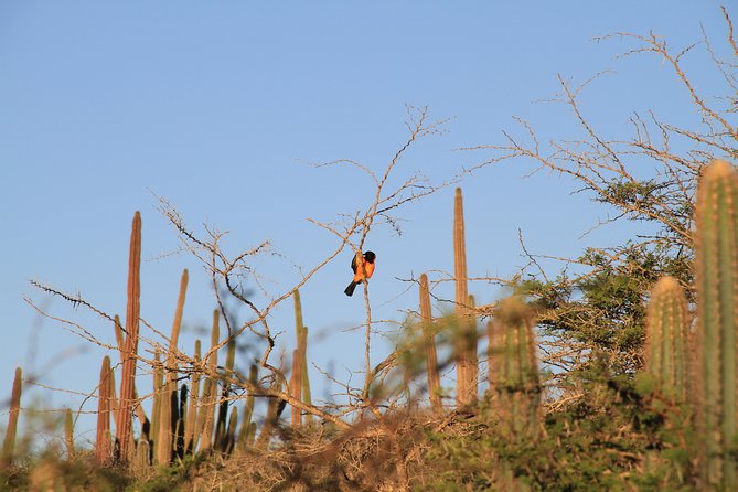 Private Hike & Snorkel to Arubas Highest Point & a Pristine Reef - Snorkeling at the Reef