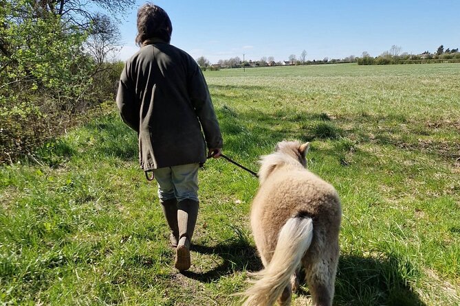 Private Miniature Horse Walking Near Lincoln - Price and Guarantee