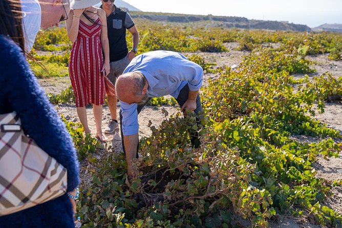 Private Santorini Wine Roads Tour With Tastings - Booking and Cancellation