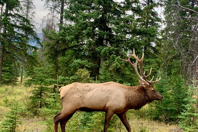 Private Tour for up to 24 Guests of Lake Louise and the Icefield Parkway - Physical Fitness Requirements