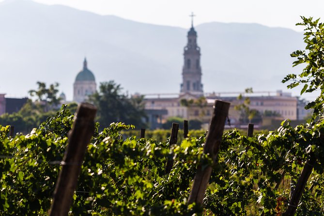 Private Tour of Pompeii Ruins, Organic Wine Tasting and Lunch - Winemaking Process Overview