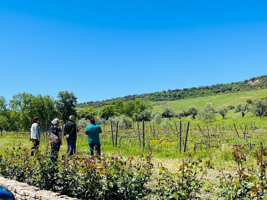 Private Winery Tour and Visit to Ronda - Highlights of the Ronda City Tour