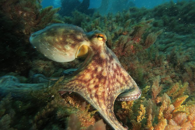 RECREATIONAL DIVE (Certified Divers Only) : Explore Canarian Sealife - Preparing for the Dive