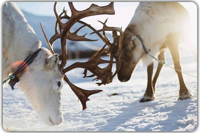 Reindeer Feeding & Saami Culture - Arctic Lifestyle Insights