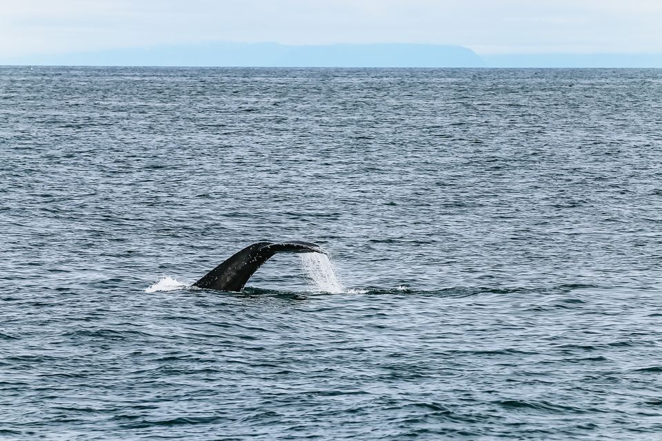 Reykjavik: Whale Watching and Marine Life Cruise - Importance of Dressing Warmly