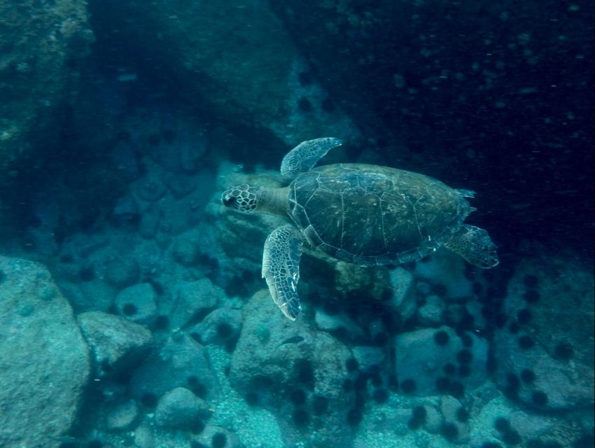 Rio: Snorkel & Swim With Turtles Tour at Tijuca Islands - Walking on Tijuca Islands