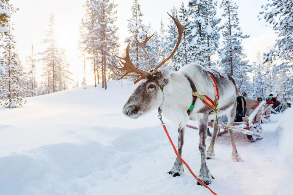 Rovaniemi: Full-Day Highlights Tour With Buffet Lunch - Husky and Reindeer Encounters