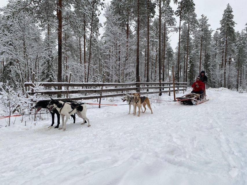 Rovaniemi: Santa Claus Village Tour Huskies & Reindeer Visit - Reindeer Feeding and Interaction