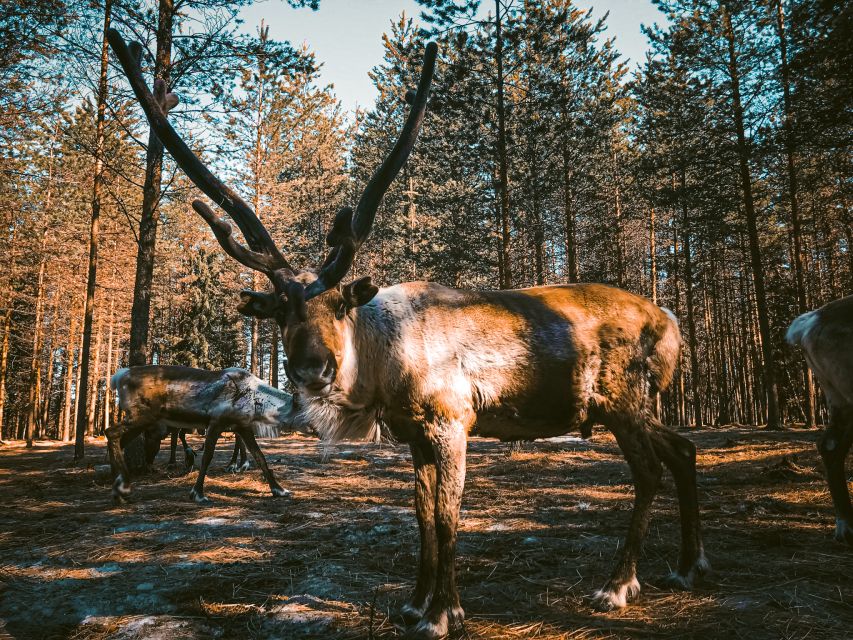 Rovaniemi: Summer Reindeer Farm Experience - Frequently Asked Questions