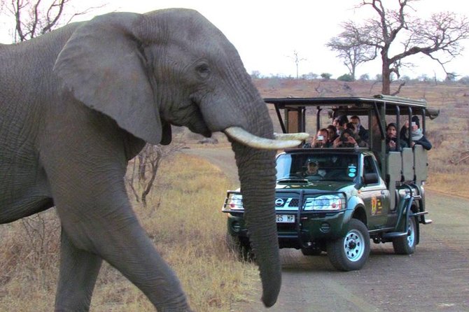 Safaris in Kruger National Park Full Day - Guided Exploration