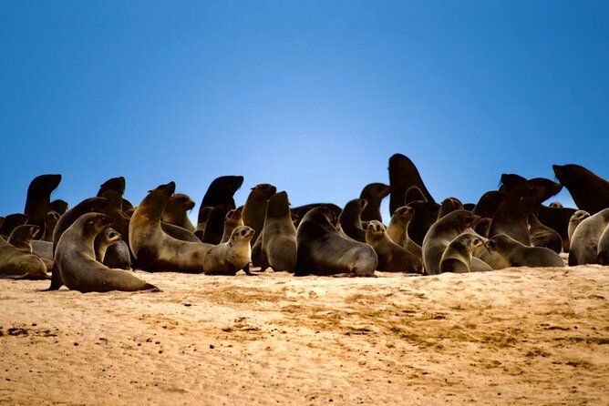 Sandwich Harbour Half Day Scenic Excursion - Experiencing the Namib Desert