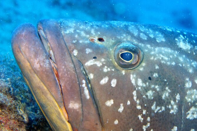 Scuba Diving in Lanzarote (For Certified Divers Only) - Certification and Requirements