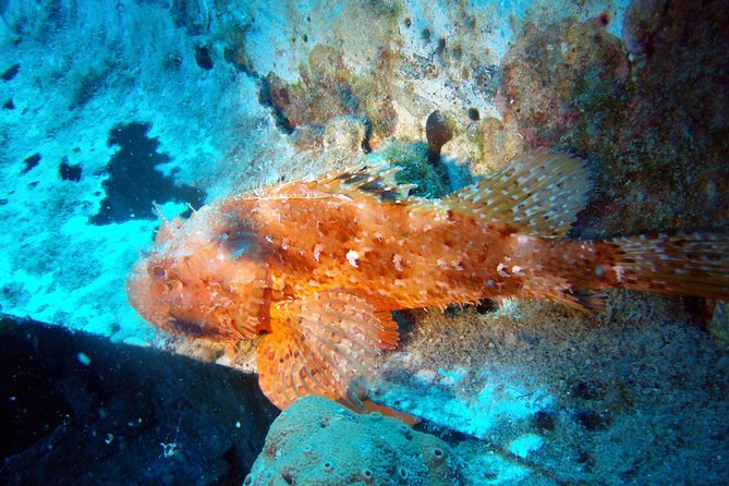 Scuba Diving in Naxos by Bluefindivers - Dive in Greece - Amazing Diving Spots - Included in the Tour