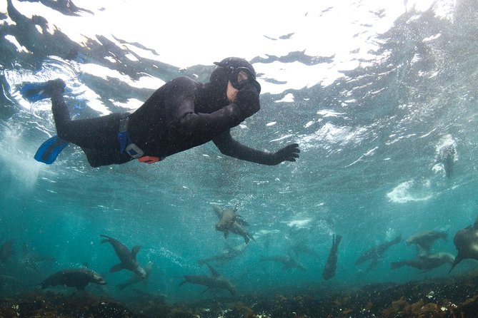 Seal Snorkeling With Animal Ocean in Hout Bay - Camera Rental Options