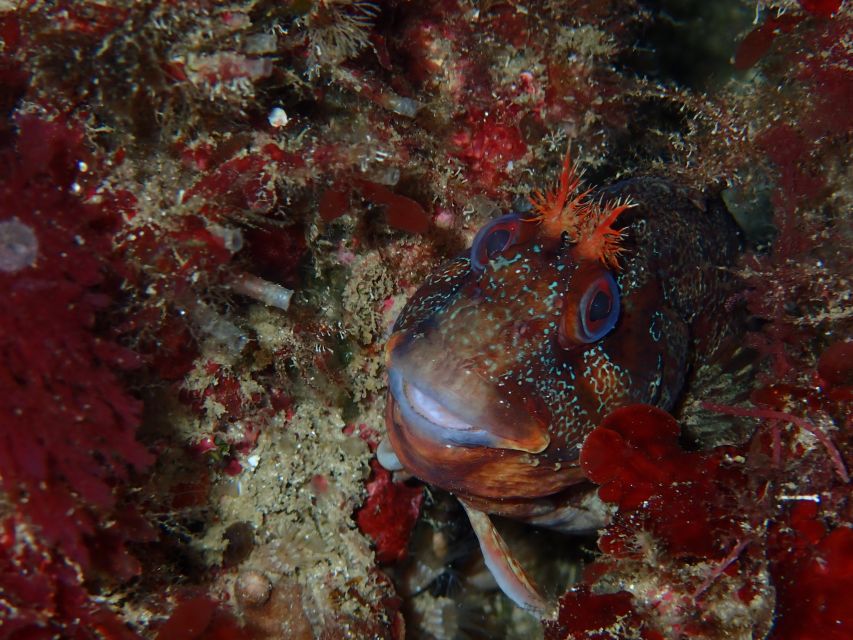 Sesimbra: Arrábida Marine Reserve Scuba Diving Experience - Speedboat Transportation