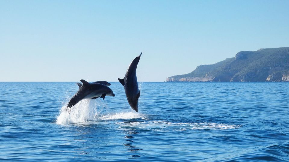 Sesimbra: Private Dolphin Watching Tour Arrábida Natural Park - What to Bring for the Tour