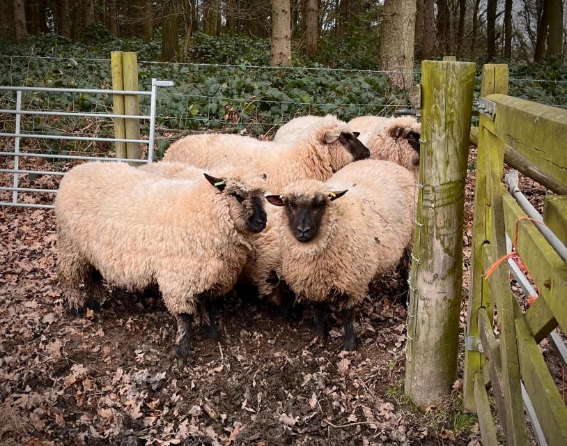 Shropshire Sheep Trekking - Live Tour Guide and Q&A