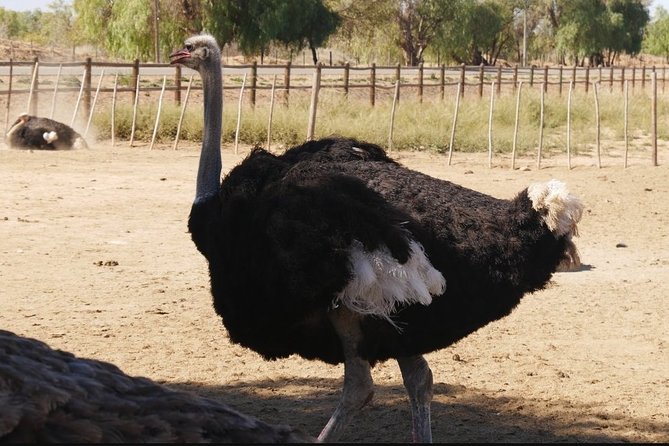 Skip the Line: Highgate Ostrich Farm Tour Ticket - Tour Highlights