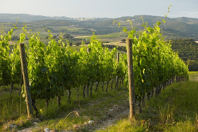 Small-Group Chianti Trip With Wine Tasting From Siena - Intimate Small-Group Experience