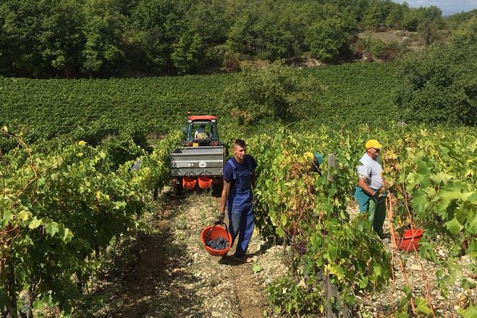 Small Group Chianti Wine Tasting With Seven Tuscan Wines - Winery Tour