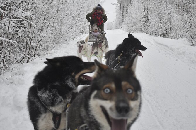 Small-Group Husky Mushing Experience in Rovaniemi - Tour Duration and Pricing