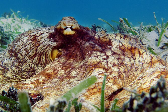 St Thomas Kayak and Sea Turtle Snorkel Excursion - Kayaking off the Coast