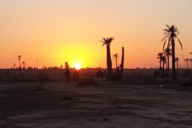 Sunset Camel Ride Marrakech Palmeraie - Centralized Pickup Locations Available