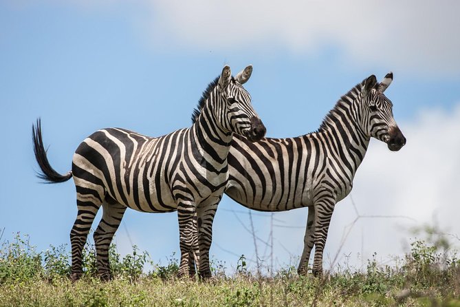 Tanzania Safari - The Great Migration in the North of the Serengeti and Lake Natron - Safari Circuit