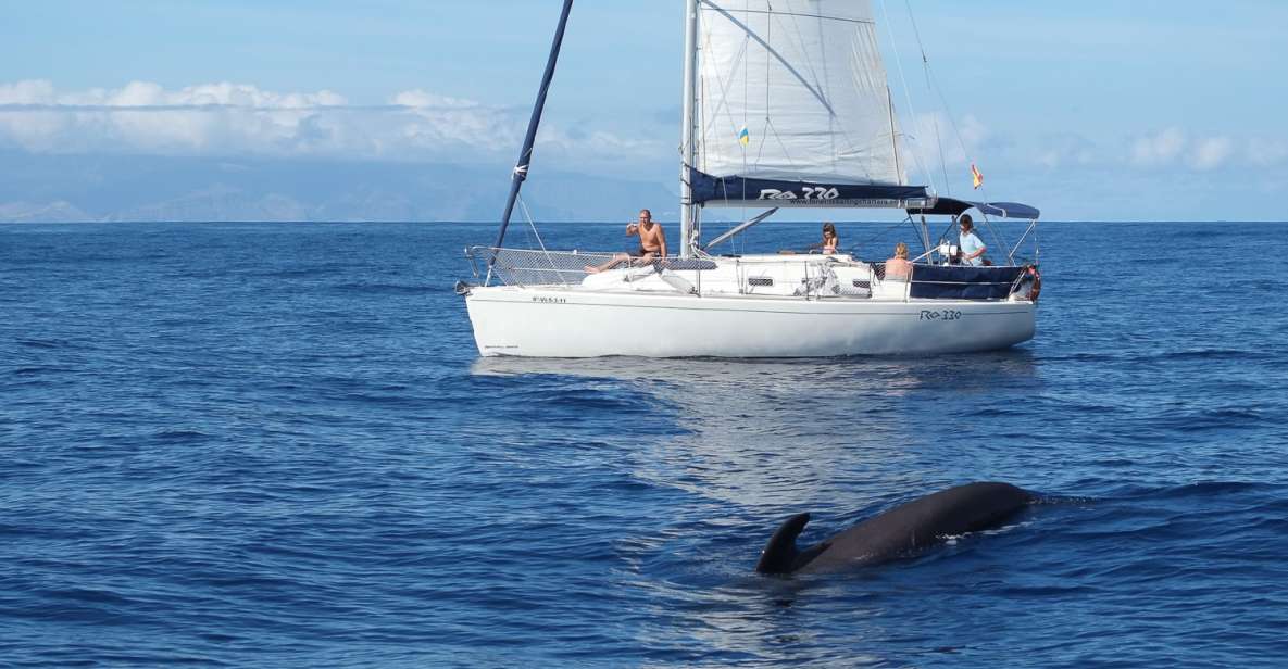 Tenerife: 3 &-6 Hour Private Whale & Dolphin Watching - Sonar System for Whale and Dolphin Sounds