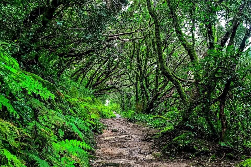 Tenerife: Anaga Rural Park Private Tour - UNESCO World Heritage City